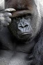 Gorilla-Thinking