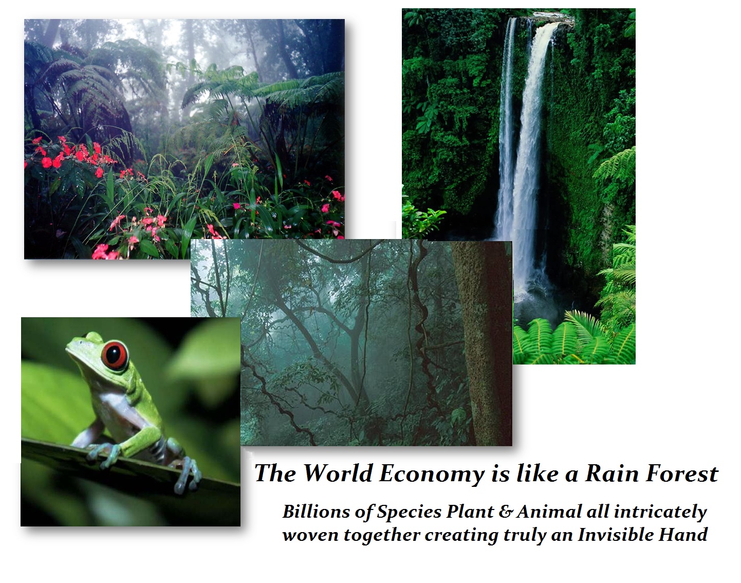 Rain Forest Economy