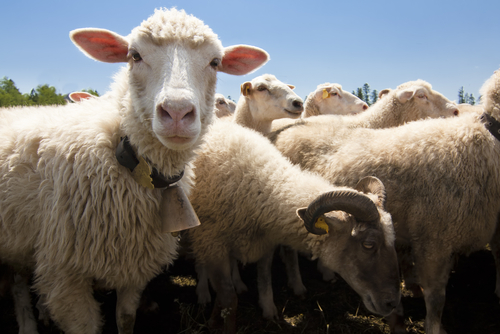 Sheep