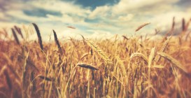 wheat-field