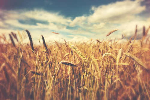 wheat-field