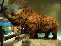 woolyrhino