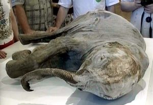 baby mammoth 300x206