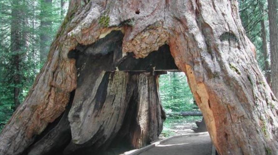 redwood-tunnel