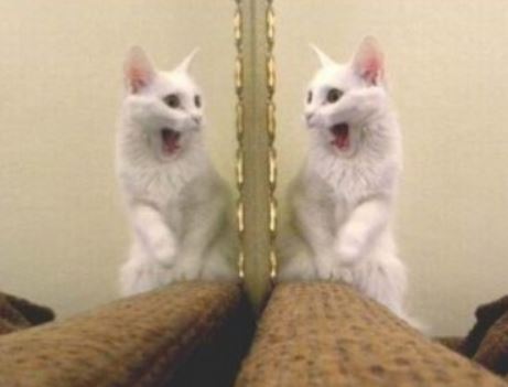 Cat Mirror Test