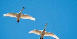 Migration