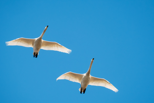 Migration