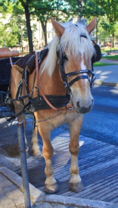 Horse With Blinders 171x300