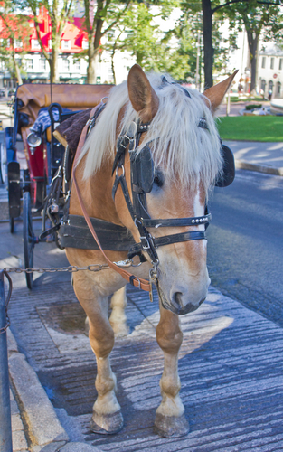 Horse Blinders