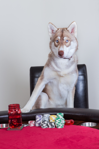 Poker Wolf