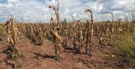 Famine Corn
