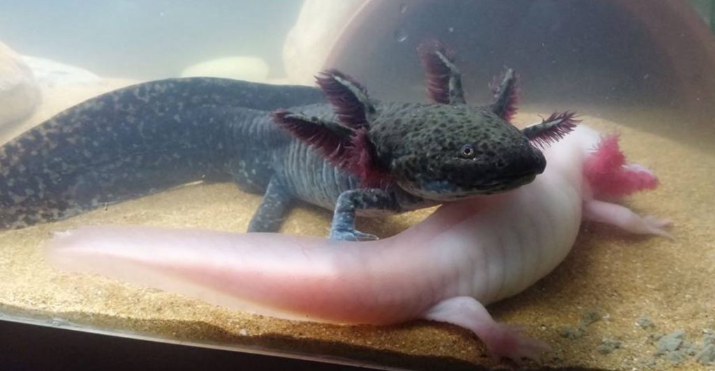 axolotl baby Salamander 1024x532