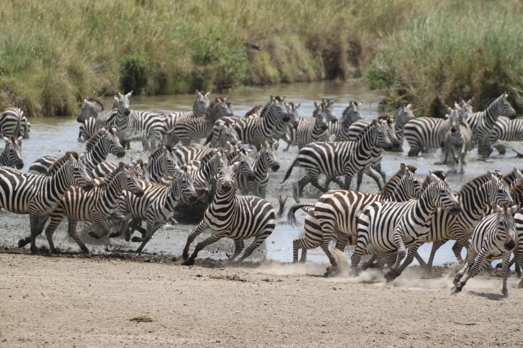 Zebra Herd 1024x683