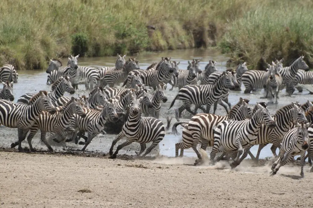 Zebra Herd Zebra Herd