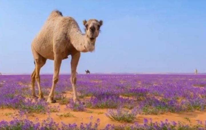 Camel Desert Bloom