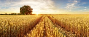 Farmland Wheat
