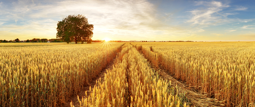 Farmland Wheat
