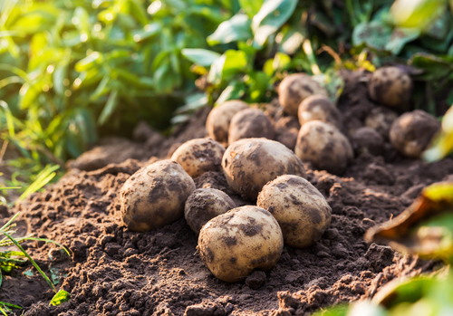 Potato