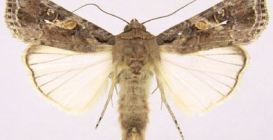 Fall Armyworm