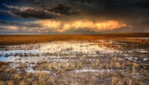 Wheat Crop Flooded 300x172