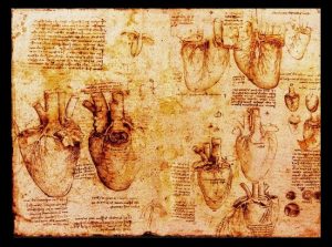 DaVinci anatomy 300x223