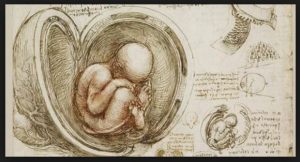 DaVinci anatomy Baby 300x162