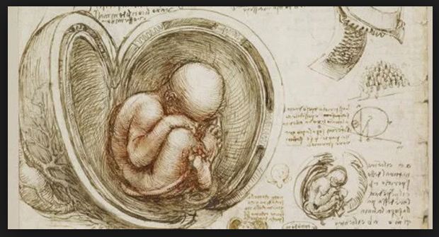 DaVinci anatomy Baby