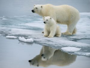 Polar Bears 300x228