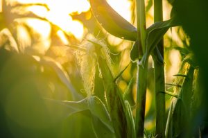 Corn Field 300x199