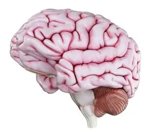 Brain Human 300x257