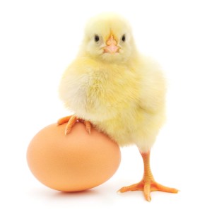 Chicken of Egg