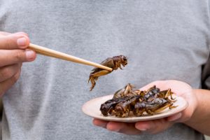 Insects Eat 300x200