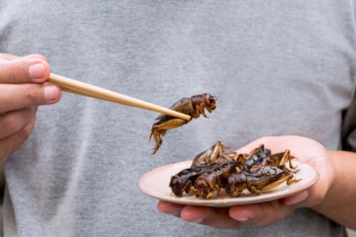 Man’s,Hand,Holding,Chopsticks,Eating,Crickets,Insect,On,Plate.,Food
