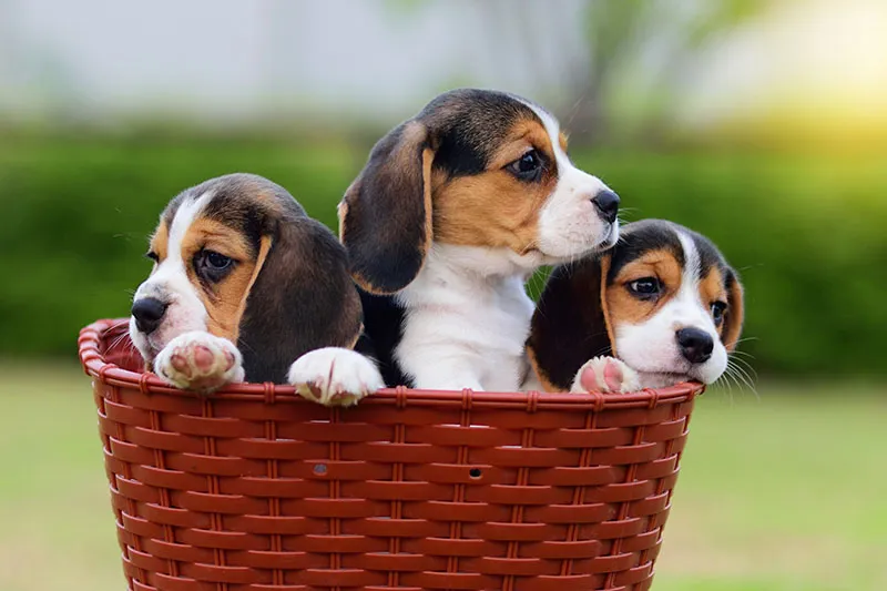 Cute Beagles in basket