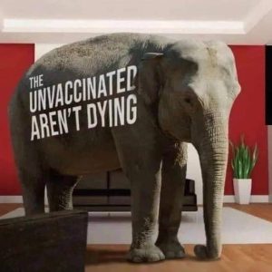 unvaccinatedelephant 300x300