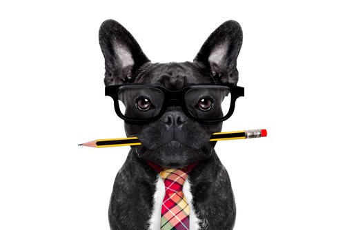 Office,Businessman,French,Bulldog,Dog,With,Pen,Or,Pencil,In