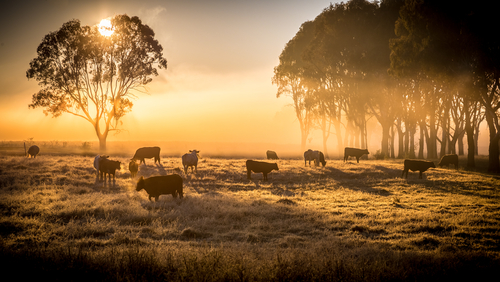 A,Herd,Of,Cattle,In,Pasture,,Standing,In,Early,Morning
