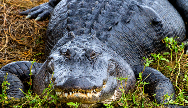 Allegator Florida