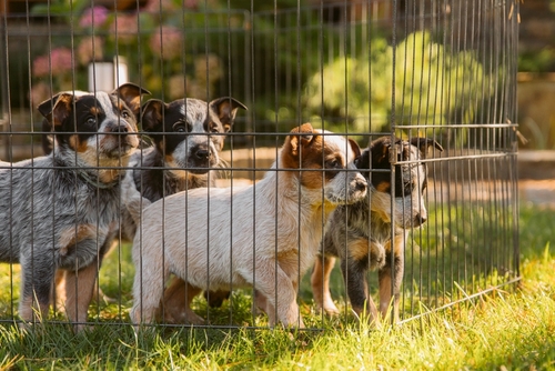 Pets Dogs Kennel