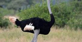 Ostrich