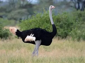 Ostrich