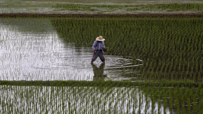 ricefield
