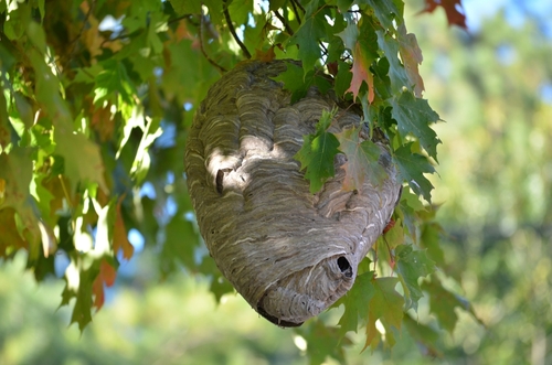 Large,Bald,Faced,Hornet’s,Nest,Hanging,In,A,Tree