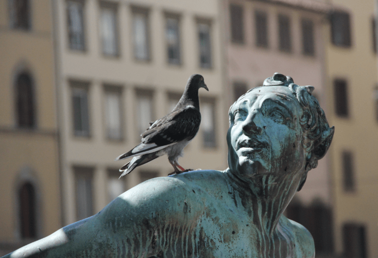 Piegon_on_bronze_statue