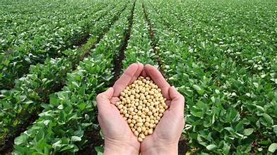 China Halts US Soybean Purchases | Armstrong Economics thumbnail
