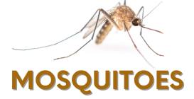Mosquito