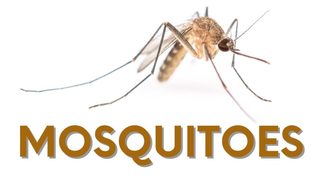 Mosquito